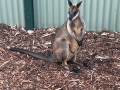 -费瑟代尔野生动物园