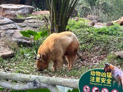 -海南热带野生动植物园
