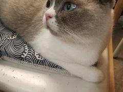 -泰国佛·塔罗·泰牌狐仙古曼