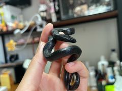 -酷以爬仙阁实体爬宠店·守宫·蜥蜴·专业繁育