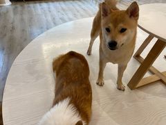 -浣熊柯尔鸭土拨鼠·电玩咖