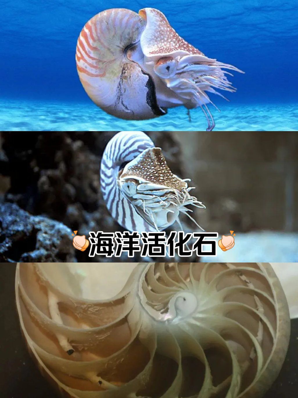 鹦鹉螺是一种古老而珍稀的海洋软体动物,以