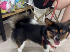 -佳雯宠物医院·皮肤科·内外科(春晓路分院)