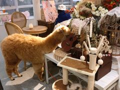 -共舞时光猫咖·狗咖(新街口店)