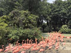 -广州长隆飞鸟乐园