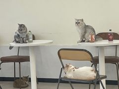 -共舞时光猫咖·狗咖(新街口店)