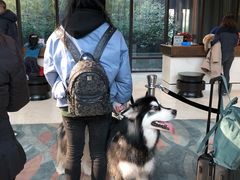 -上海崇明金茂凯悦酒店