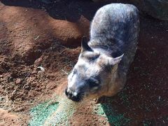 -费瑟代尔野生动物园