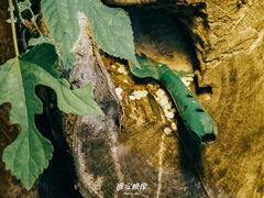 -璞园糖水(文创园店)