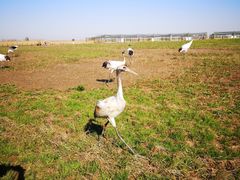 -盐城丹顶鹤湿地生态旅游区