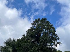 -深圳仙湖植物园