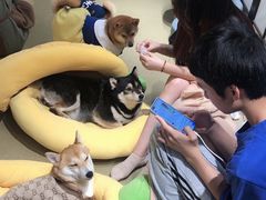 -逗柴咖啡屋·狗咖猫咖宠物桌游