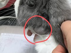 -北京观赏动物医院·24小时大型综合·猫专科·异宠专科