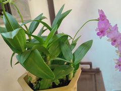 -鑫花溪牛肉米粉(凤凰街创始总店)