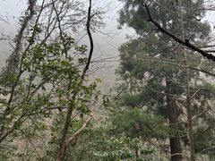 -天目山大树王景区