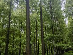 -黄海国家森林公园