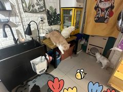 -平行世界·猫咖(首经贸店)