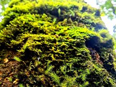 -云南屏边大围山国家公园