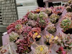 -KKV(深圳kk one 店)