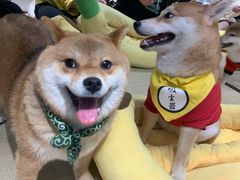 -逗柴咖啡屋·狗咖猫咖宠物桌游