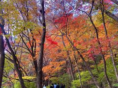 -关门山森林公园