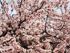 -桃花堤公园