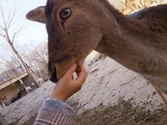 -石家庄市动物园