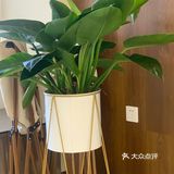 冰美式yyds