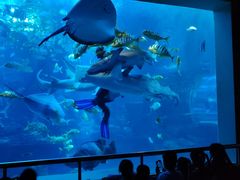 -太平洋海底世界