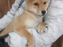 -宠福鑫动物医院(望京分院)