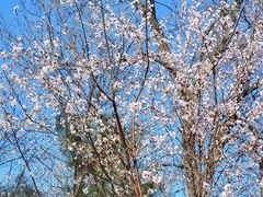 -东升八家郊野公园