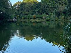 -深圳仙湖植物园