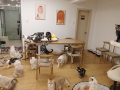 -有喵·猫咖·狗咖·30几只猫10只小狗(岗厦店)