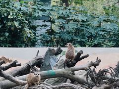 -杭州动物园