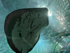 -上海海洋水族馆