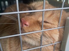 -萌兽医馆·宠物医院·猫骨科(创景店)