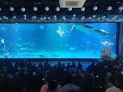 -烟台海昌鲸鲨海洋公园