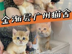 -lincat·猫舍(广州店)