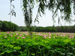 -东郊湿地公园