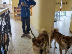 -喜柴咖啡·柴犬狗咖