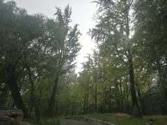 -阳台山自然风景区