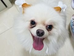 -美联众合爱康动物医院•复杂内科•肿瘤科•牙科•腔镜诊疗中心
