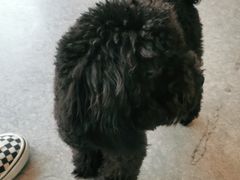 -安安宠医·安宠宠物医院