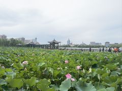 -莲花池公园