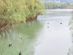 -长兴太湖图影湿地文化园