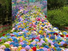 -上海共青森林公园