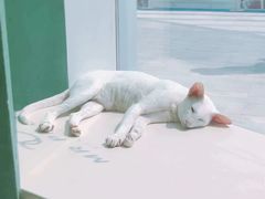 -飞行喵MR PILOT|猫舍·猫咖(静安大融城店)