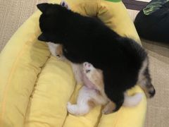 -逗柴咖啡屋·狗咖猫咖宠物桌游