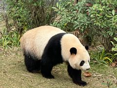 -成都大熊猫繁育研究基地
