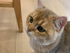 -Let's go狗咖·猫咖·奶狗·桌游(春熙路IFS店)